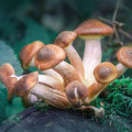 The Potential Benefits of Psilocybin for Treating Mental Health Disorders