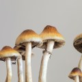 The Potential Benefits of Psilocybin in Treating Addiction and Substance Abuse Disorders