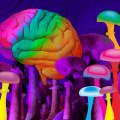 Exploring the Benefits of Psilocybin: A Comparison to Other Psychedelic Substances