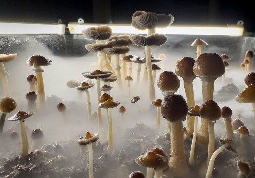 Exploring the Cultural and Historical Uses of Psilocybin for its Benefits