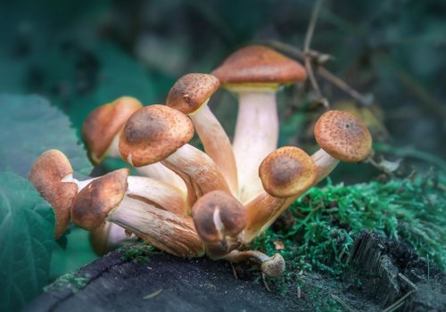 The Potential Benefits of Psilocybin for Treating Mental Health Disorders