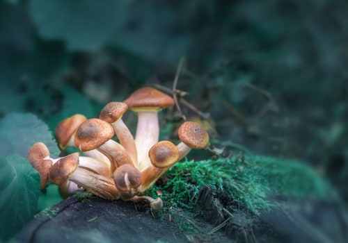 The Transformative Power of Psilocybin: Exploring the Benefits on Mood and Emotions