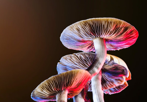 The Long-Term Benefits of Psilocybin: An Expert's Perspective